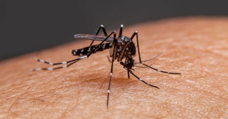Dengue Fever – Symptoms, Causes, and Treatments