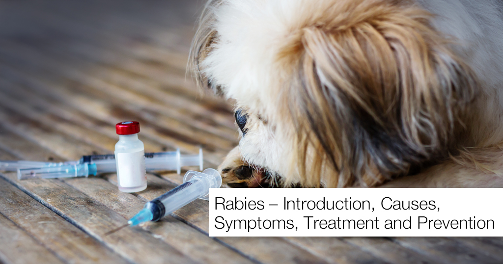 Rabies – Introduction, Causes, Symptoms, Treatment and Prevention
