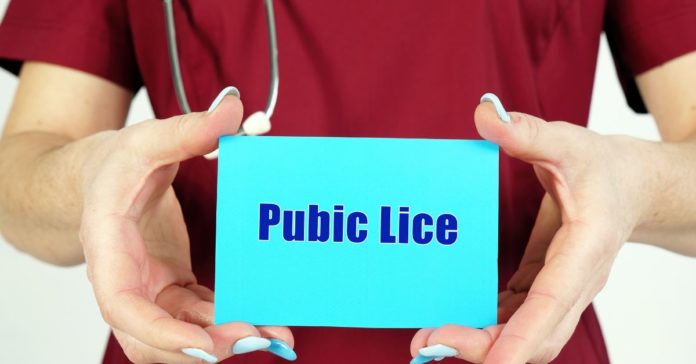 Pubic Lice