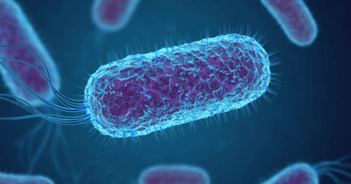 E.coli (Escherichia coli)