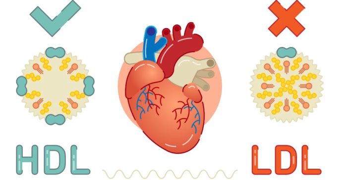 Difference Between HDL and LDL Cholesterol