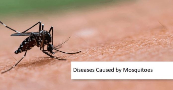 Diseases Caused by Mosquitoes