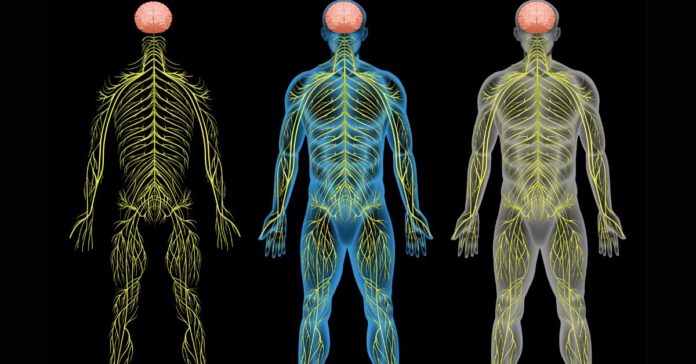 Nervous System: What it is, Types, Symptoms, Structure, Function and Diseases